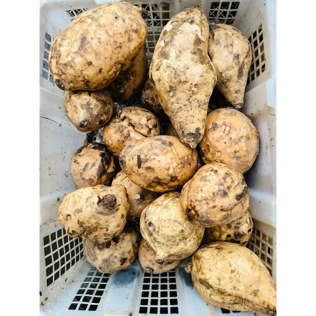 

ubi dongdot (besar,buat keripik,dll)