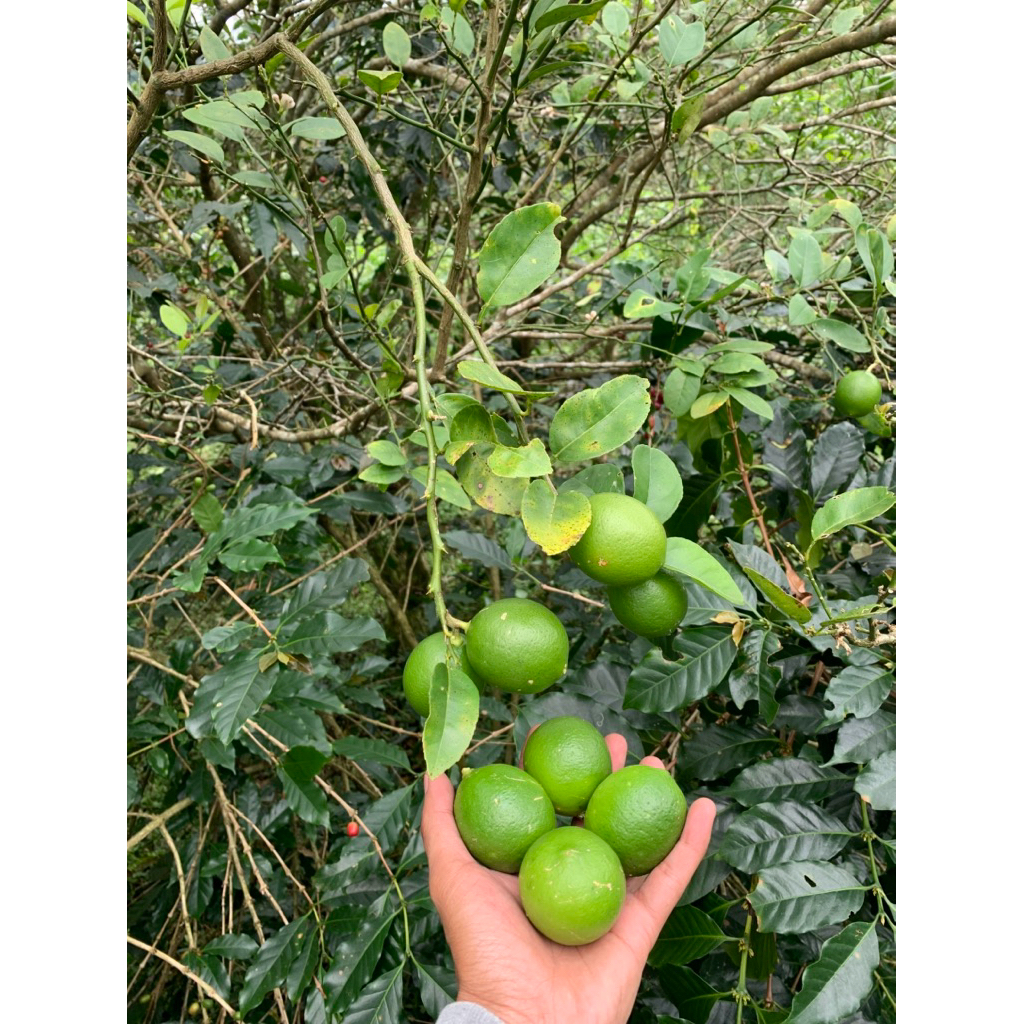 

Jeruk nipis lokal-fresh 1kg air nya banyak