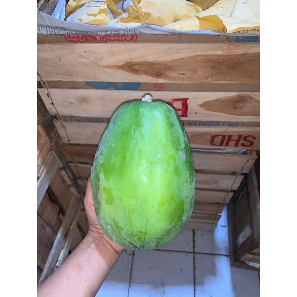 

pepaya mentah muda super fresh 1kg