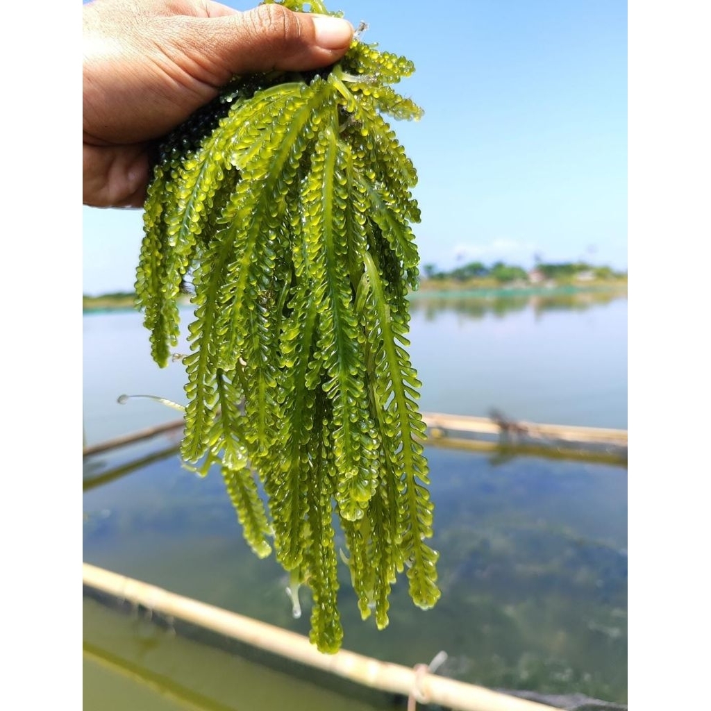 

anggur laut atau lawi lawi