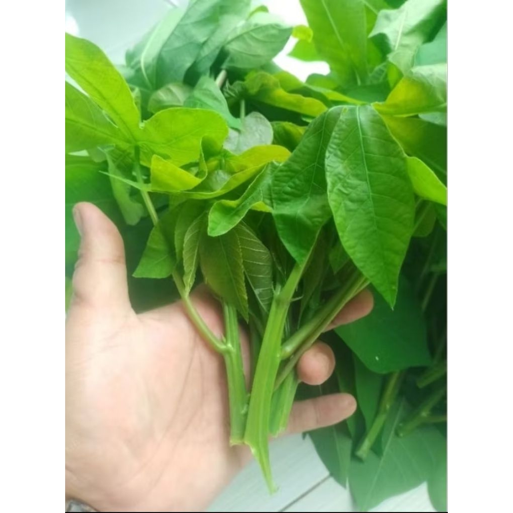 

Daun singkong segar satu ikat Rp:3500