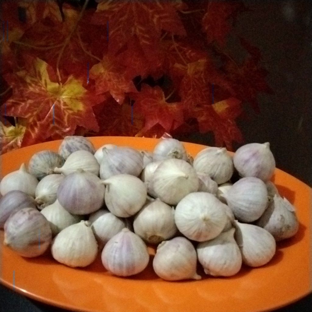 

Bawang Lanang/Bawang tunggal 500gram