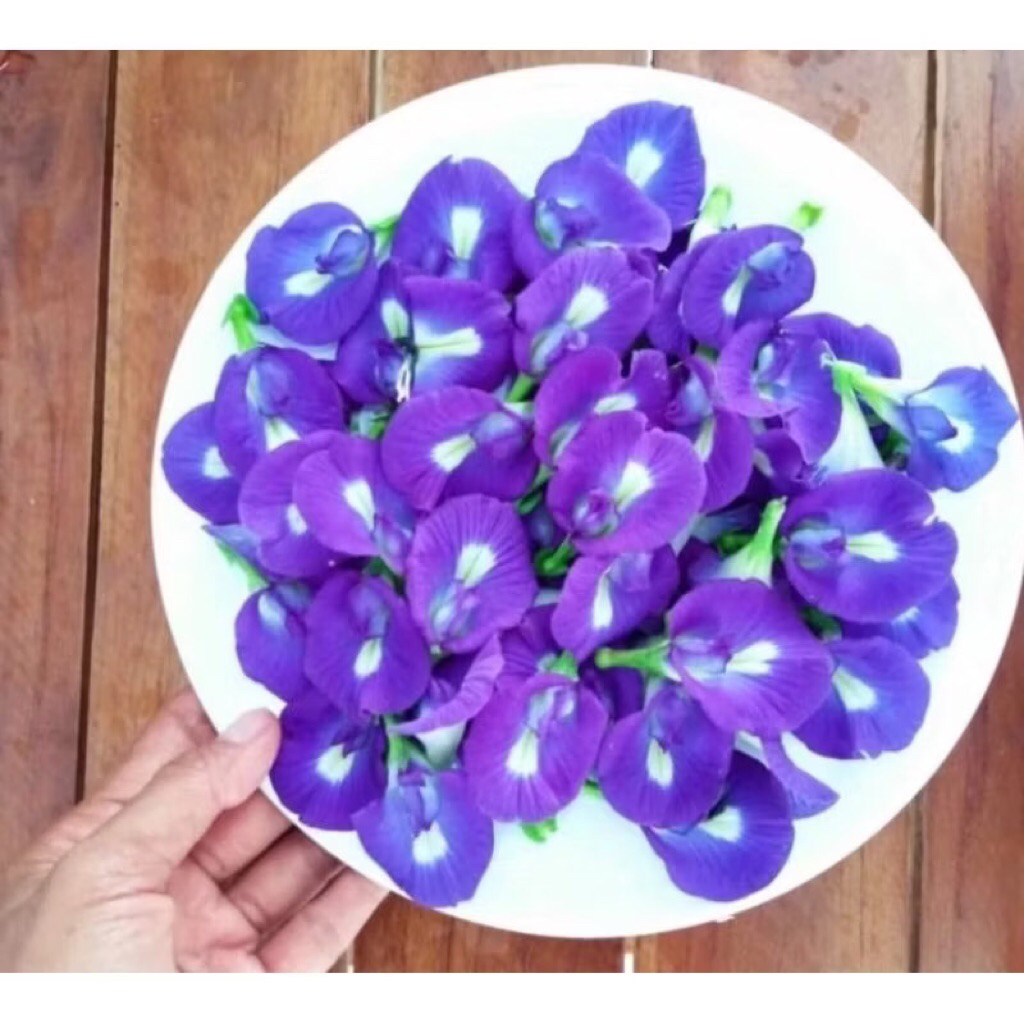 

Bunga Telang Petik segar