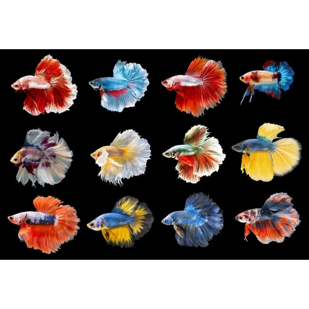 ikan cupang halfmon warna unik