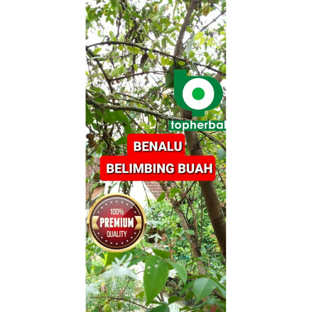 

Daun benalu belimbing buah kering hijau grade A+ 1/2kg/500gram