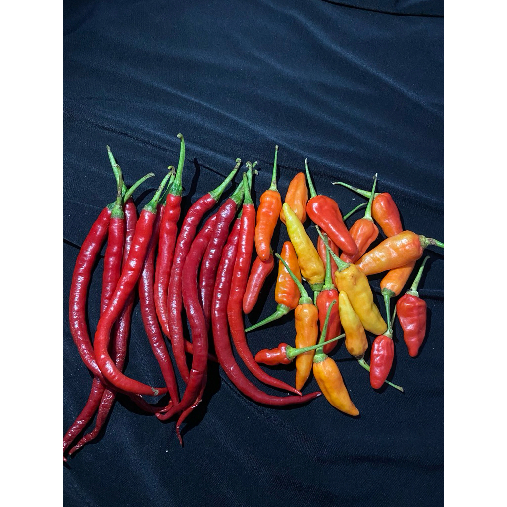 

CABE KERITING IMPERIAL MIX CABE RAWIT PRENTOL BERAT 500gr