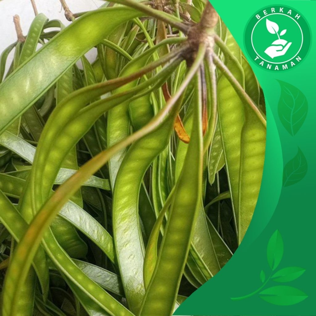 

Petai Cina / Pete Cina / Lamtoro / Herbal Segar Per Ikat