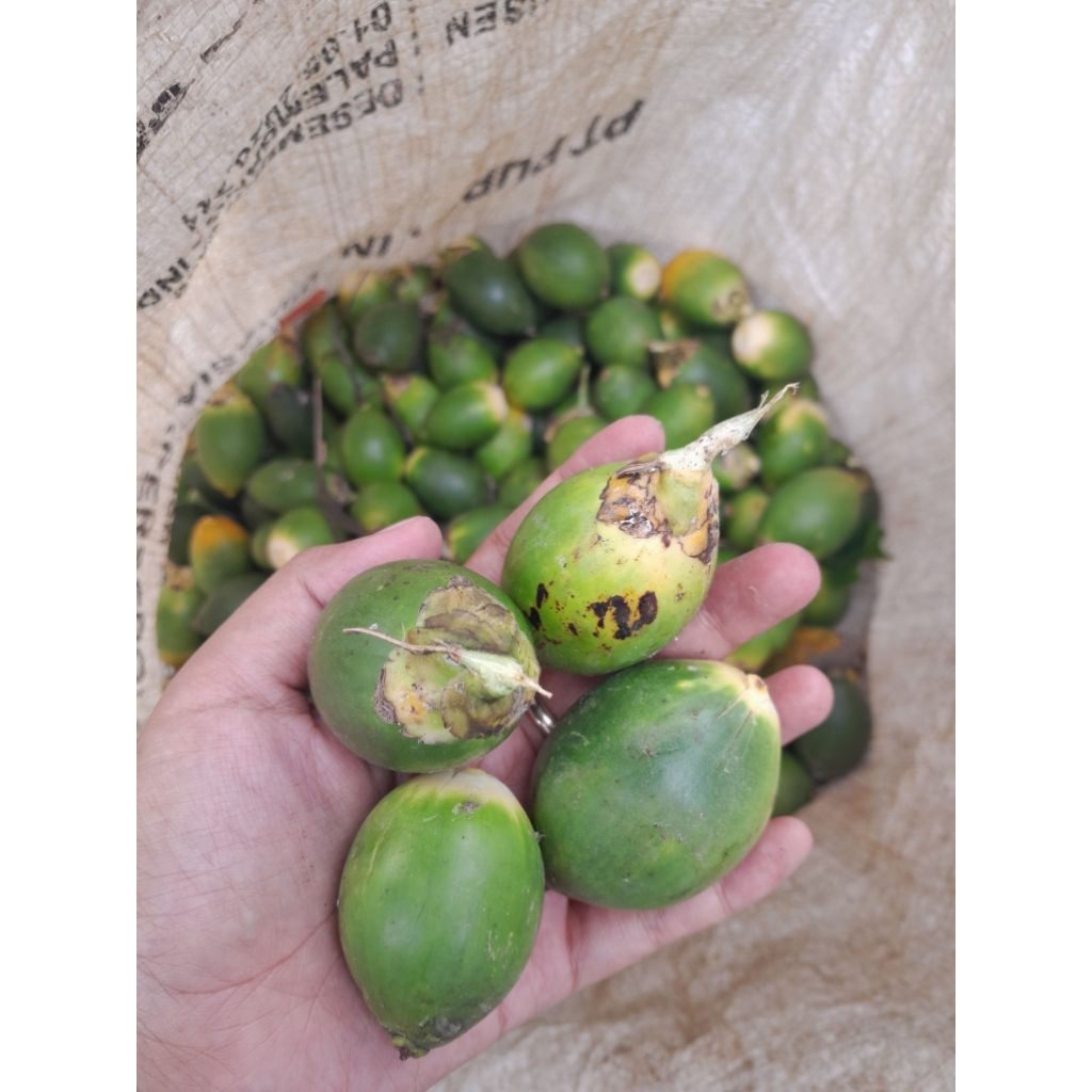 

pinang muda jambe muda 1 kg