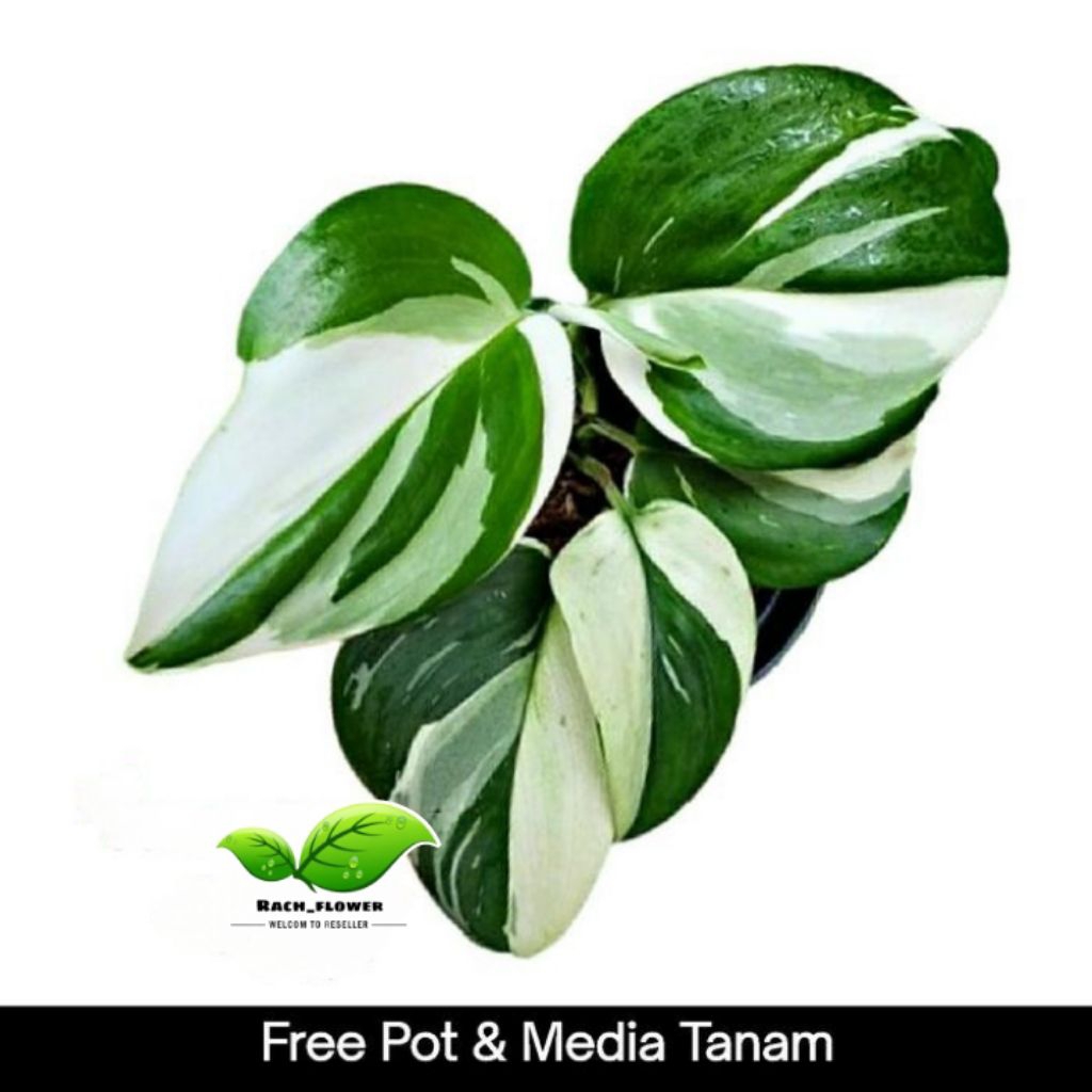Scindapsus treubii moonlight variegata - tanaman scindapsus treubii moonlight variegata 'albo' / 'ye