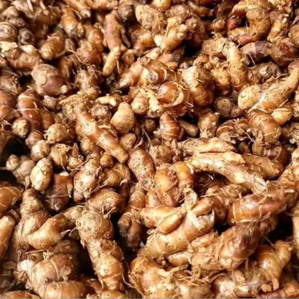 

CIKUR KENCUR FRESH 10KG