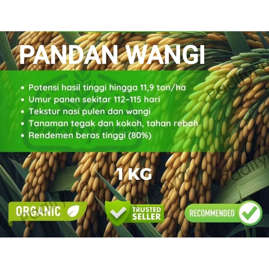 Bibit Benih PADI PANDAN WANGI 1kg
