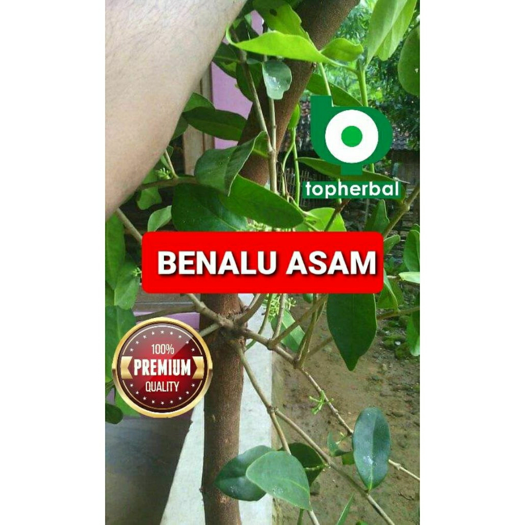 

Daun benalu asam kering hijau grade A+ 1/2kg/500gram