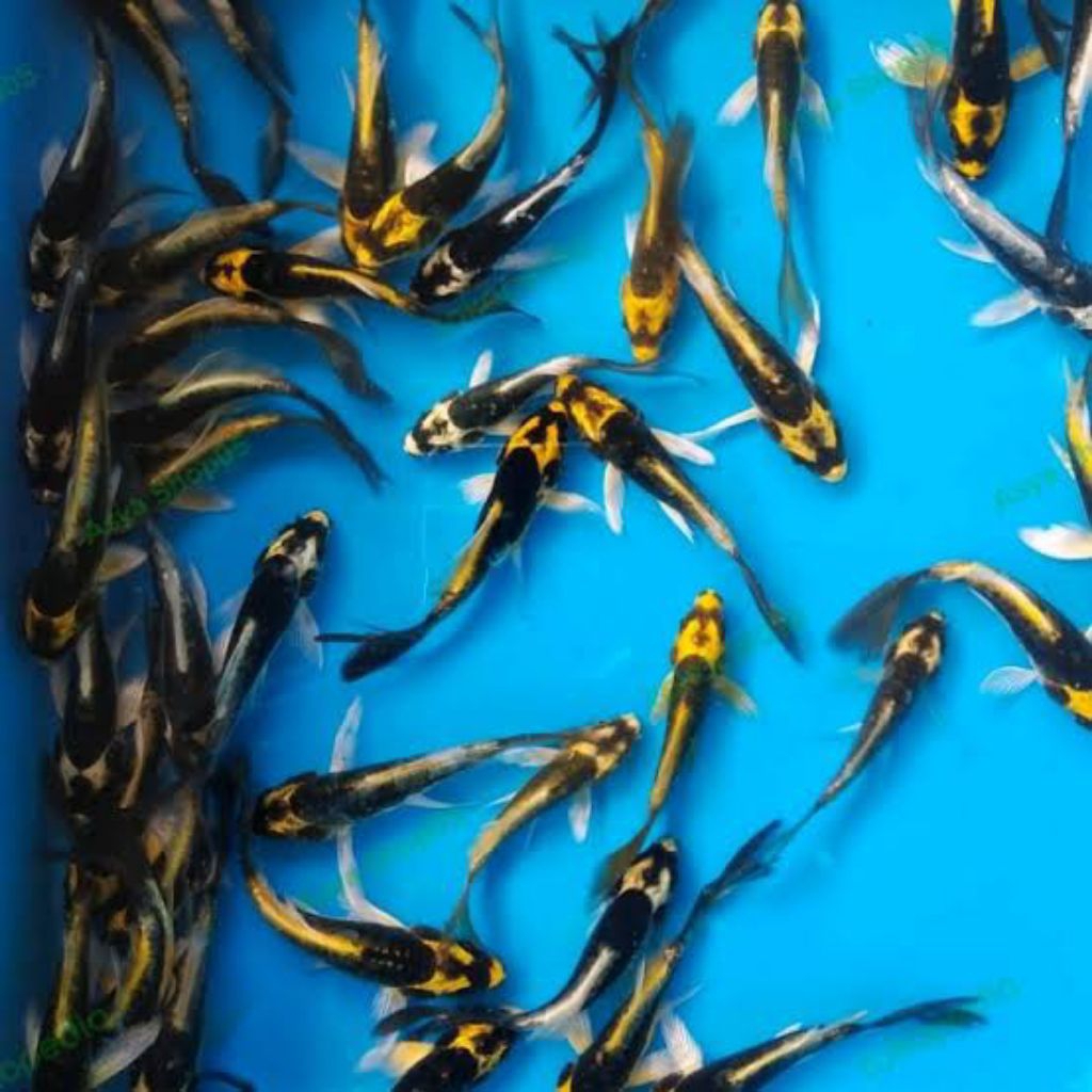 koi kabuto slayer murah hiasan aquarium cantik