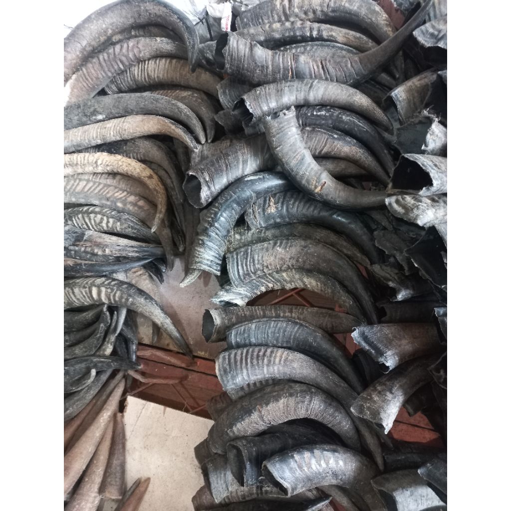 Tanduk Kerbau Padat 20-24cm panjang 35-45 cm untuk bahan kerajinan | tanduk asli | tanduk kerbau ber
