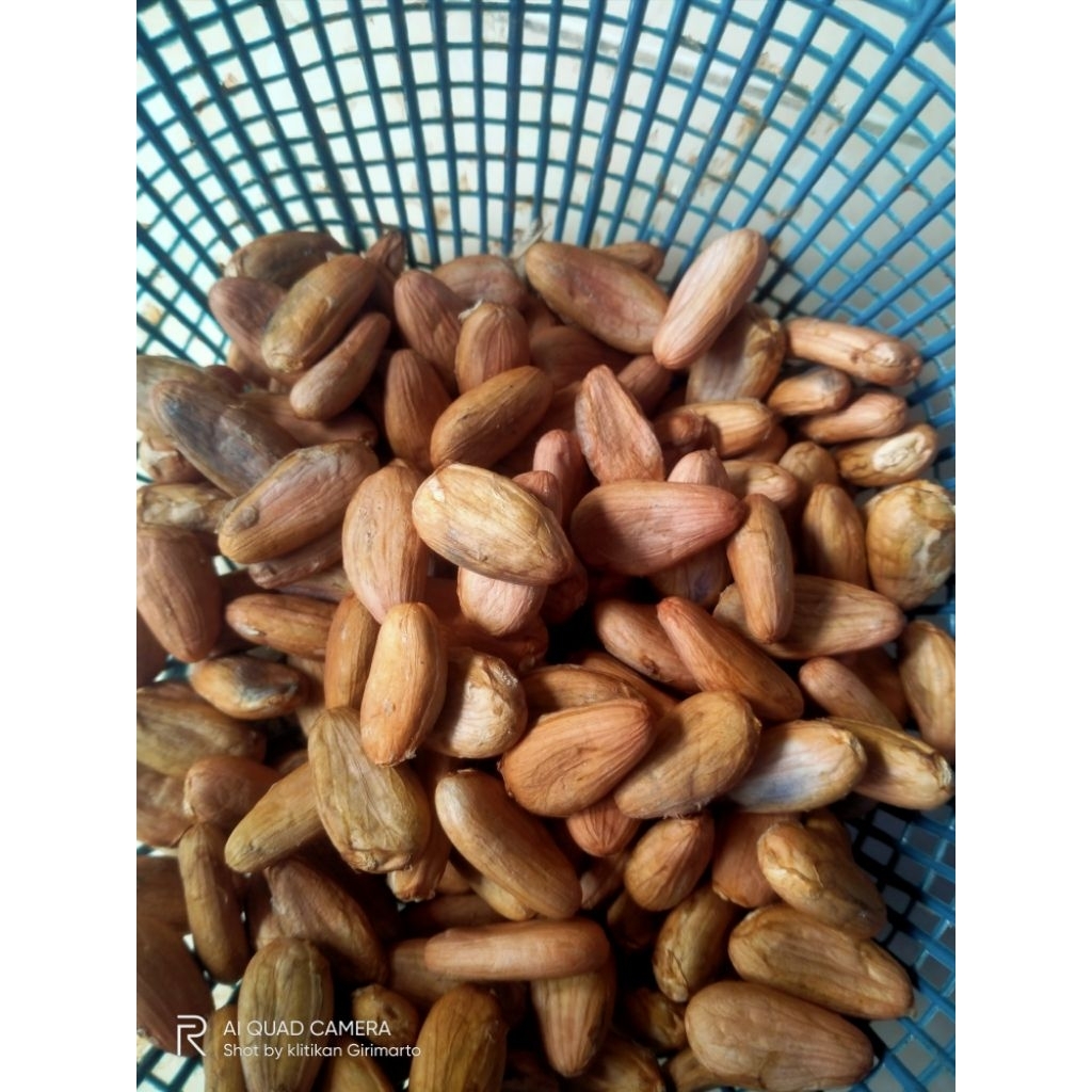 

biji coklat kakao kering