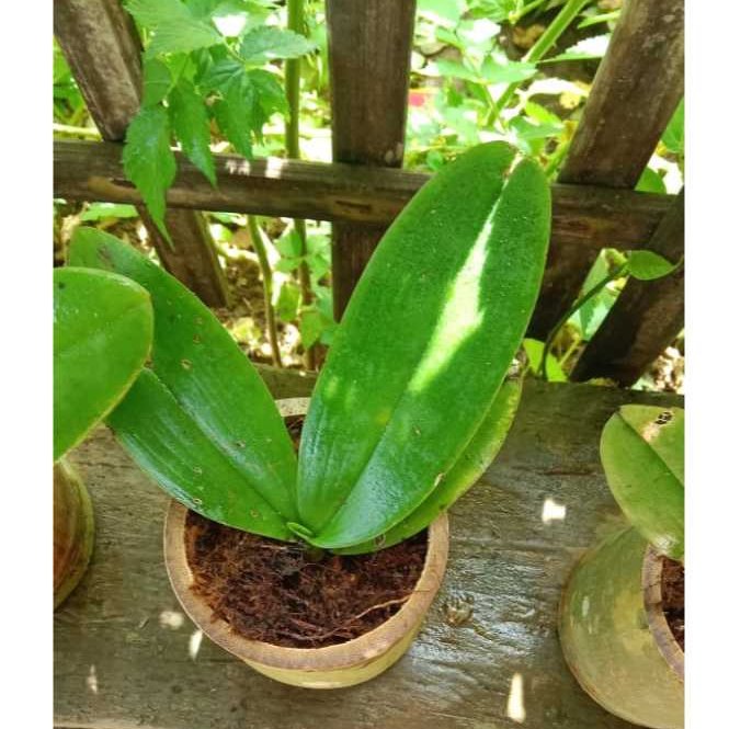 Paket Lengkap Anggrek Bulan-media tanam+pot bambu rawatan