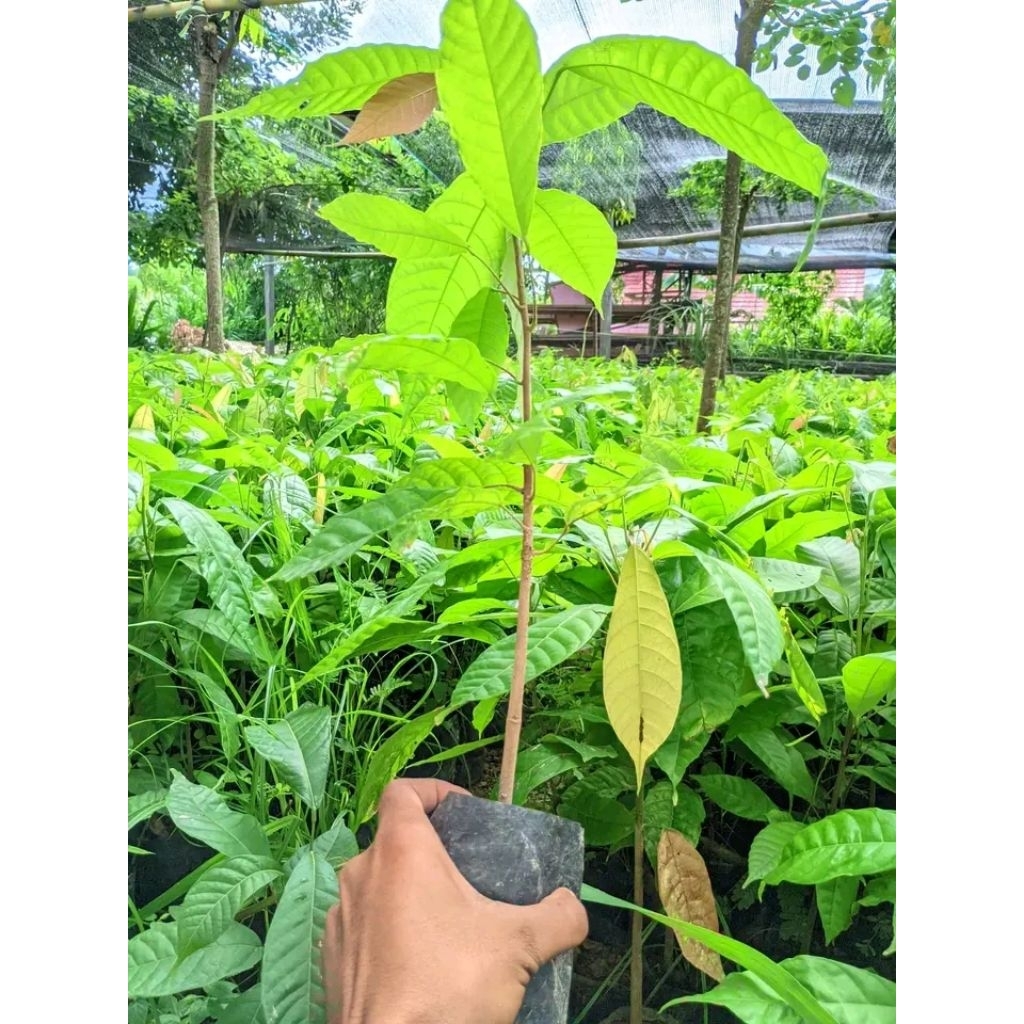 bibit kakao mcc 02/45