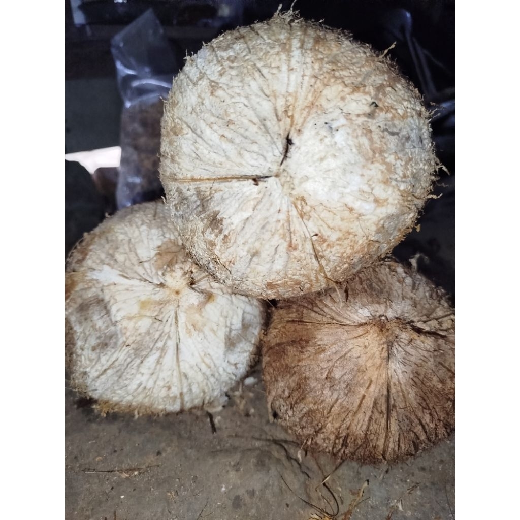 

Kelapa tua kupas murah ukuran besar/ kelapa buat santan