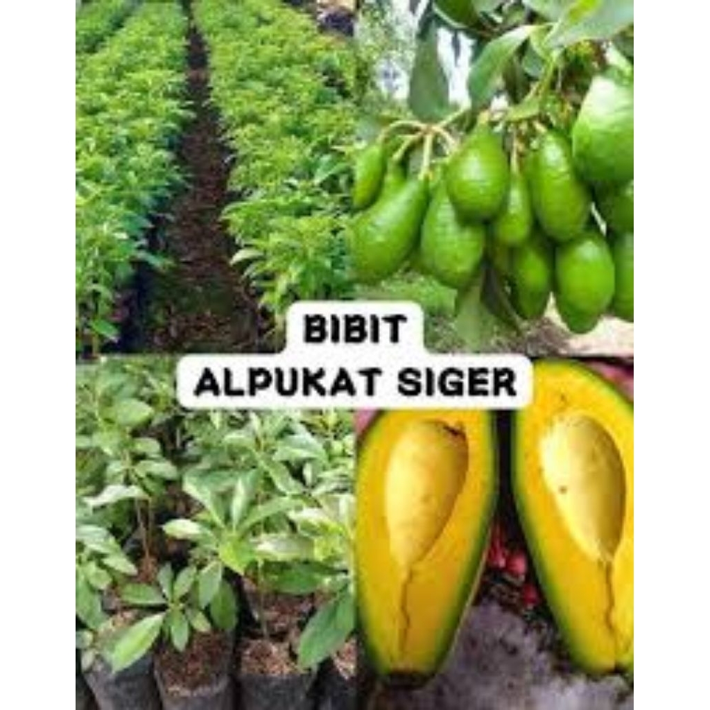 Bibit Alpukat Siger Mas Lampung