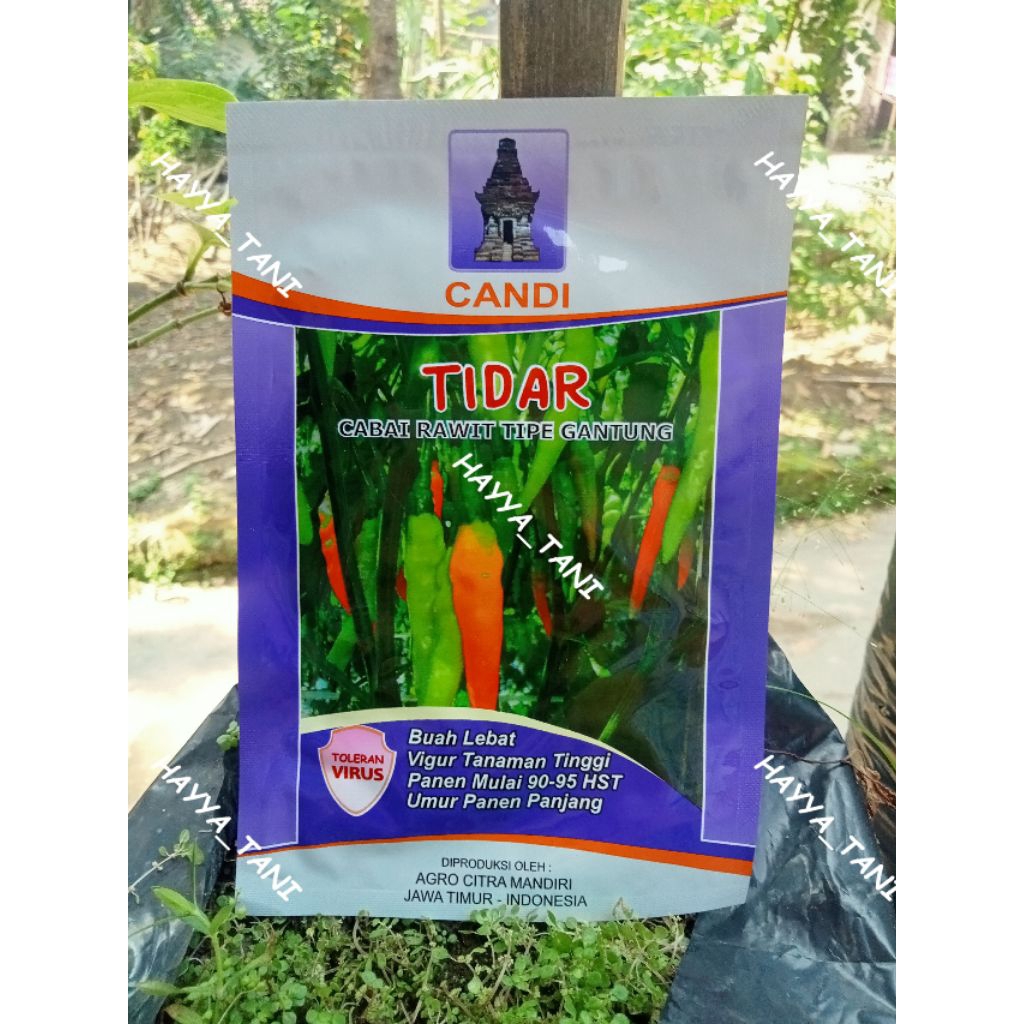 TIDAR CABAI RAWIT TIPE GANTUNG