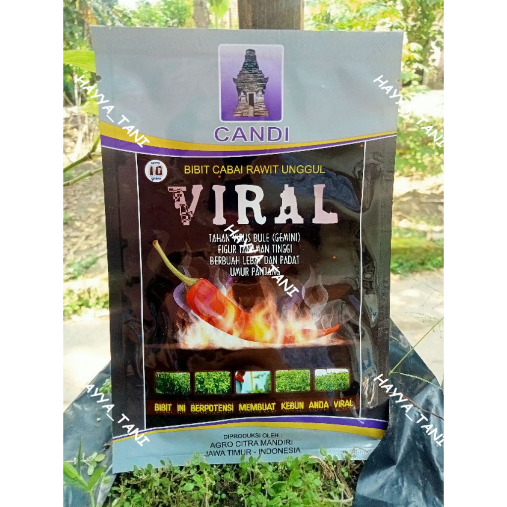 Bibit cabai Rawit Unggul VIRAL