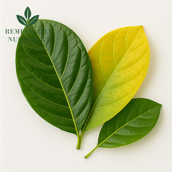 

Daun Mengkudu / Pace Segar | Daun Herbal Alami | Siap Seduh & Rebusan Tradisional