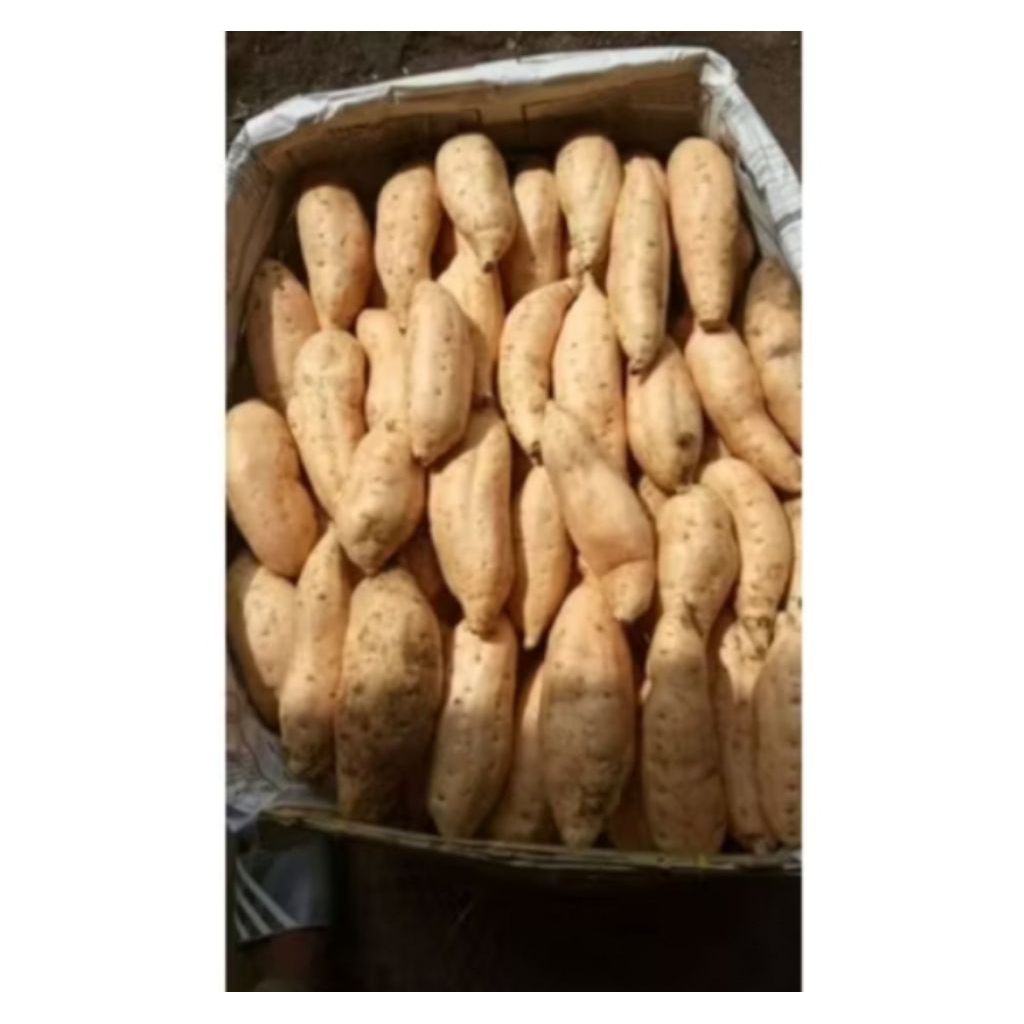 

Ubi Madu Cilembu 1kg
