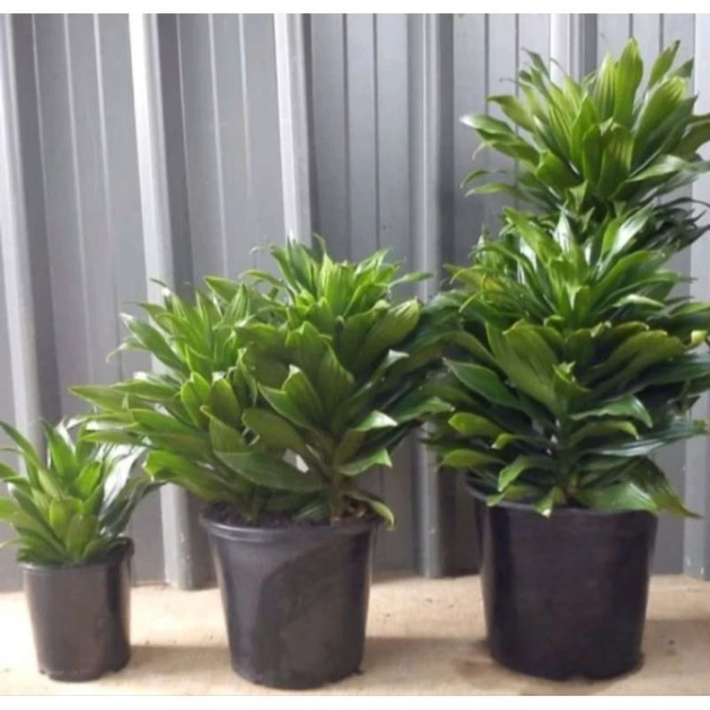 dracaena janet craig/ compacta green