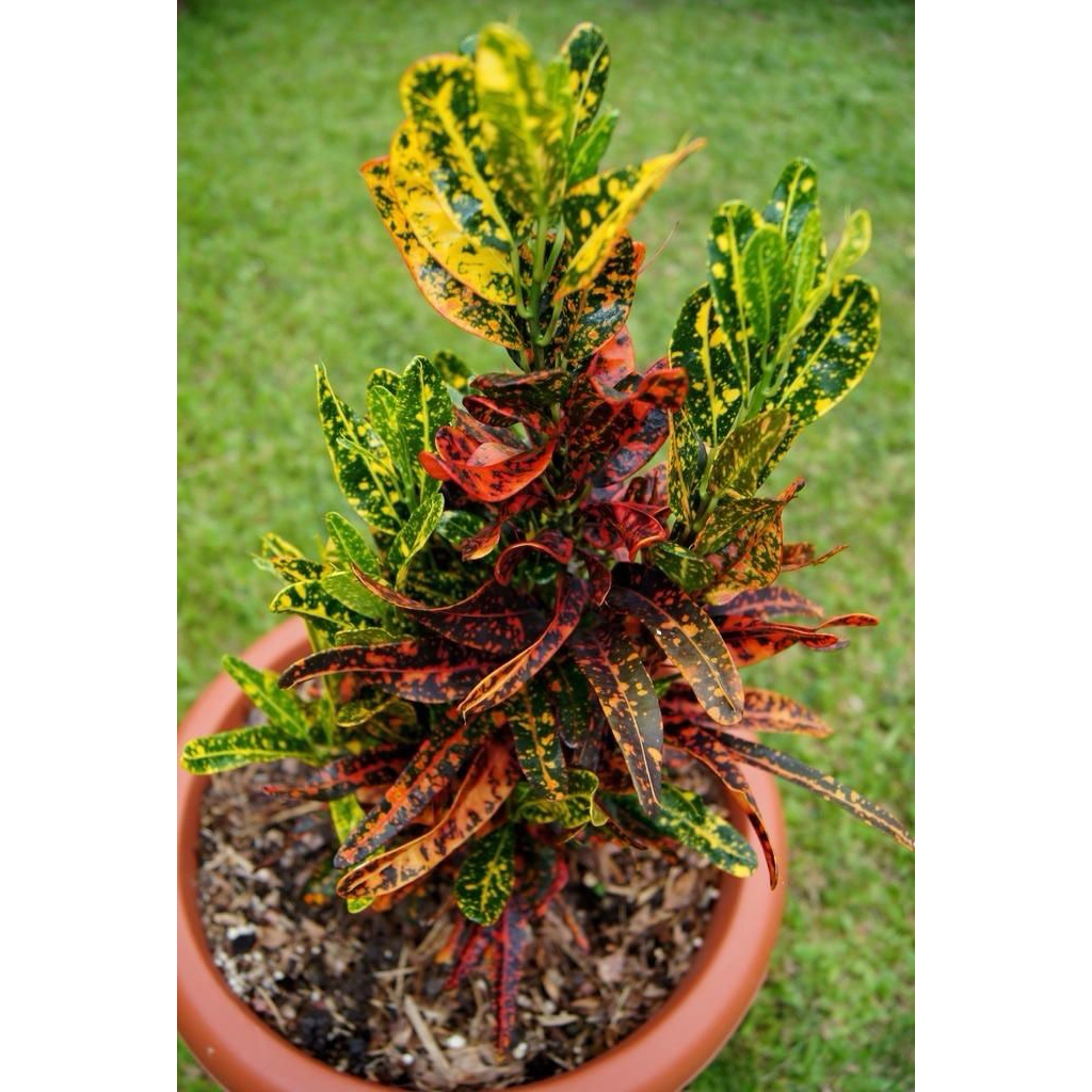 tanaman hias puring cabe merah - puring cabe merah - puring cabe