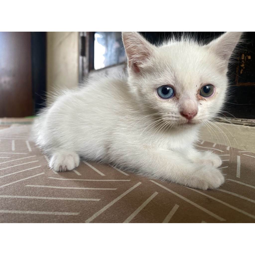 kucing persia odd eye 2.5 bulan