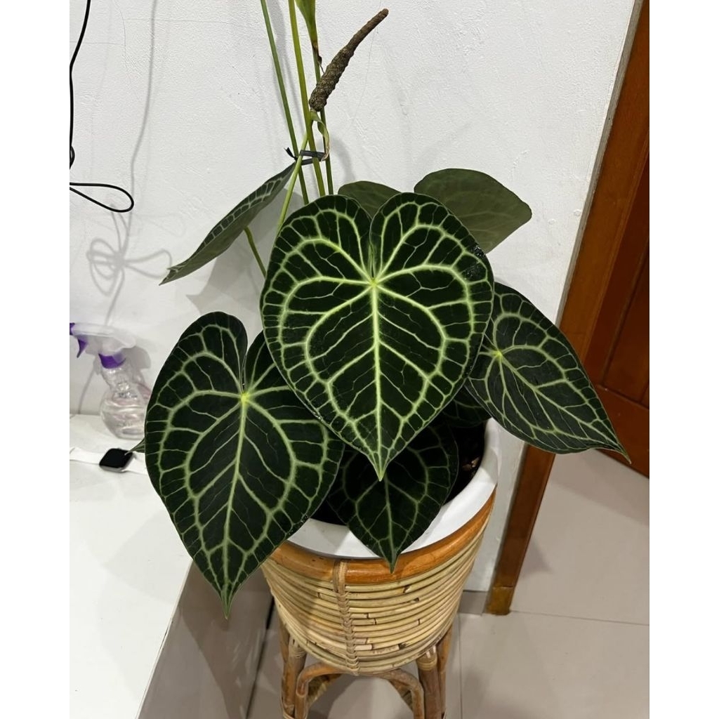 promo antorium tarantula king pagoda bludru daunya