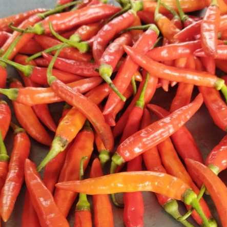 

Cabai Rawit Merah Segar/Cabe Rawit Merah/CRM