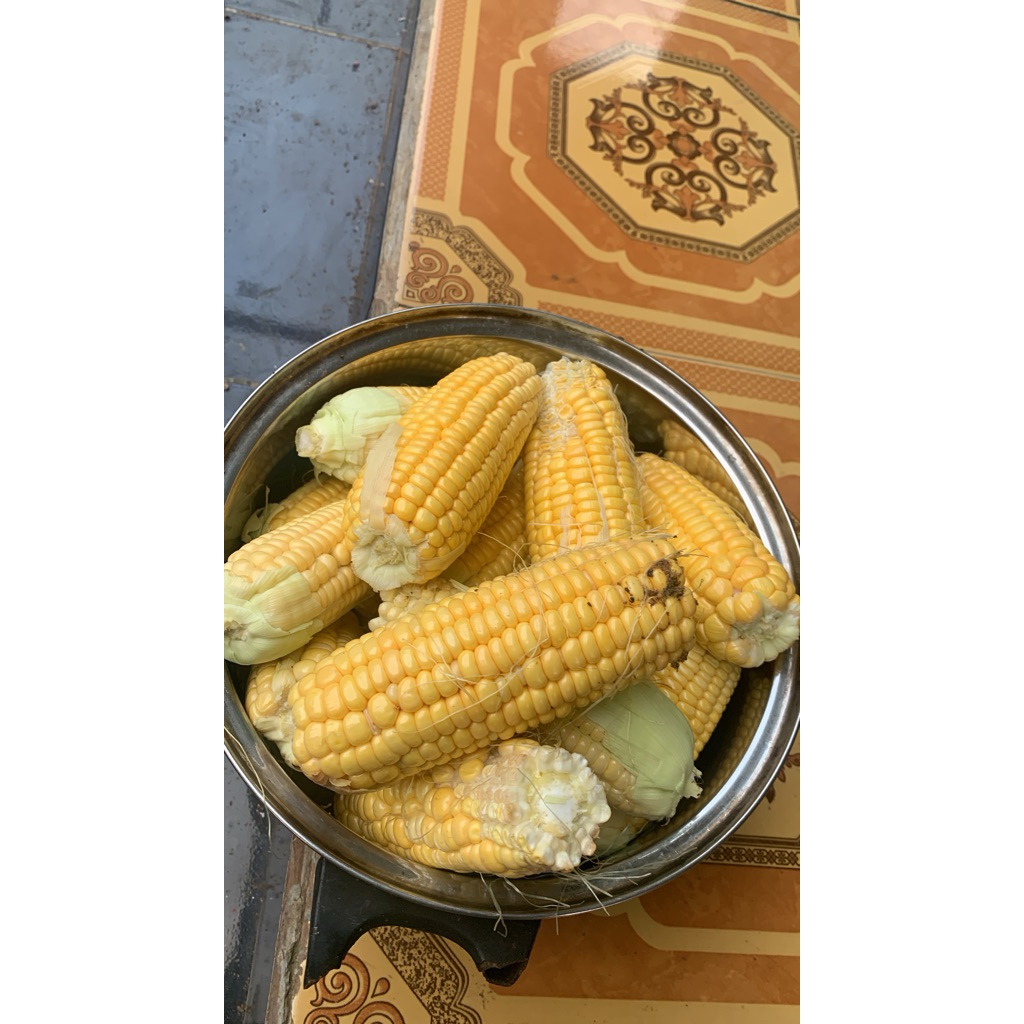 

JAGUNG MANIS-jagung jasuke (jagung susu keju)ukuran kecil 1kg