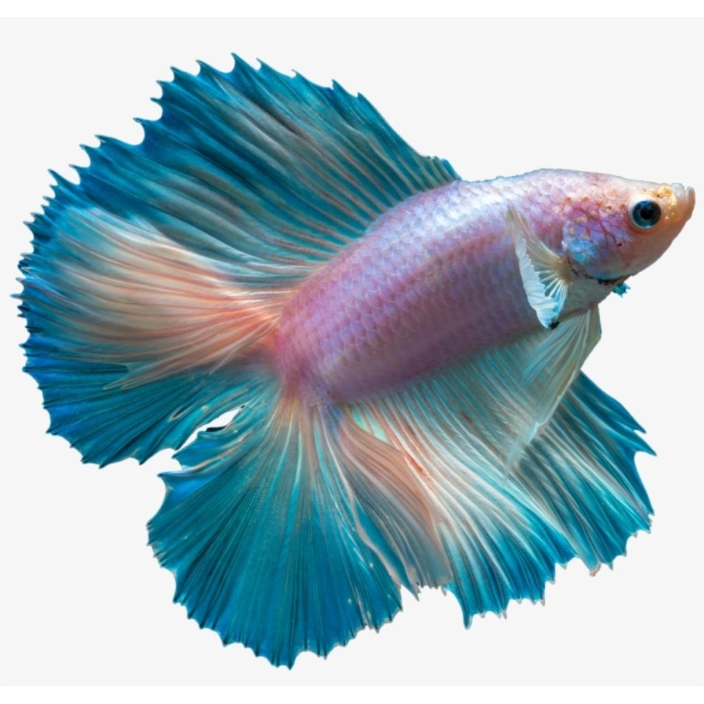 misteri boxy ikan cupang hm nemo serit