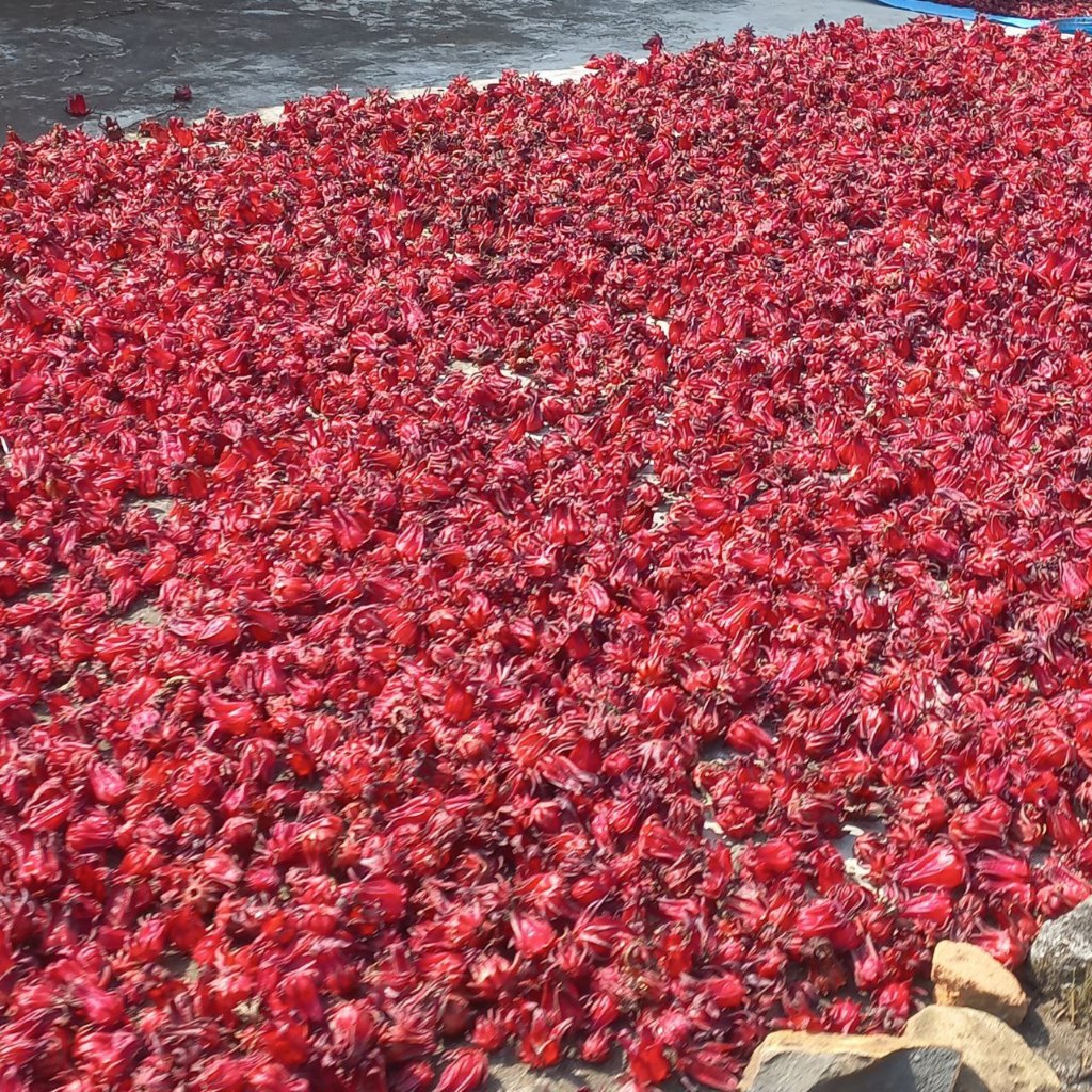 

Rosella Kering | Dried Roselle | Dried Hibiscus Sabdarifa