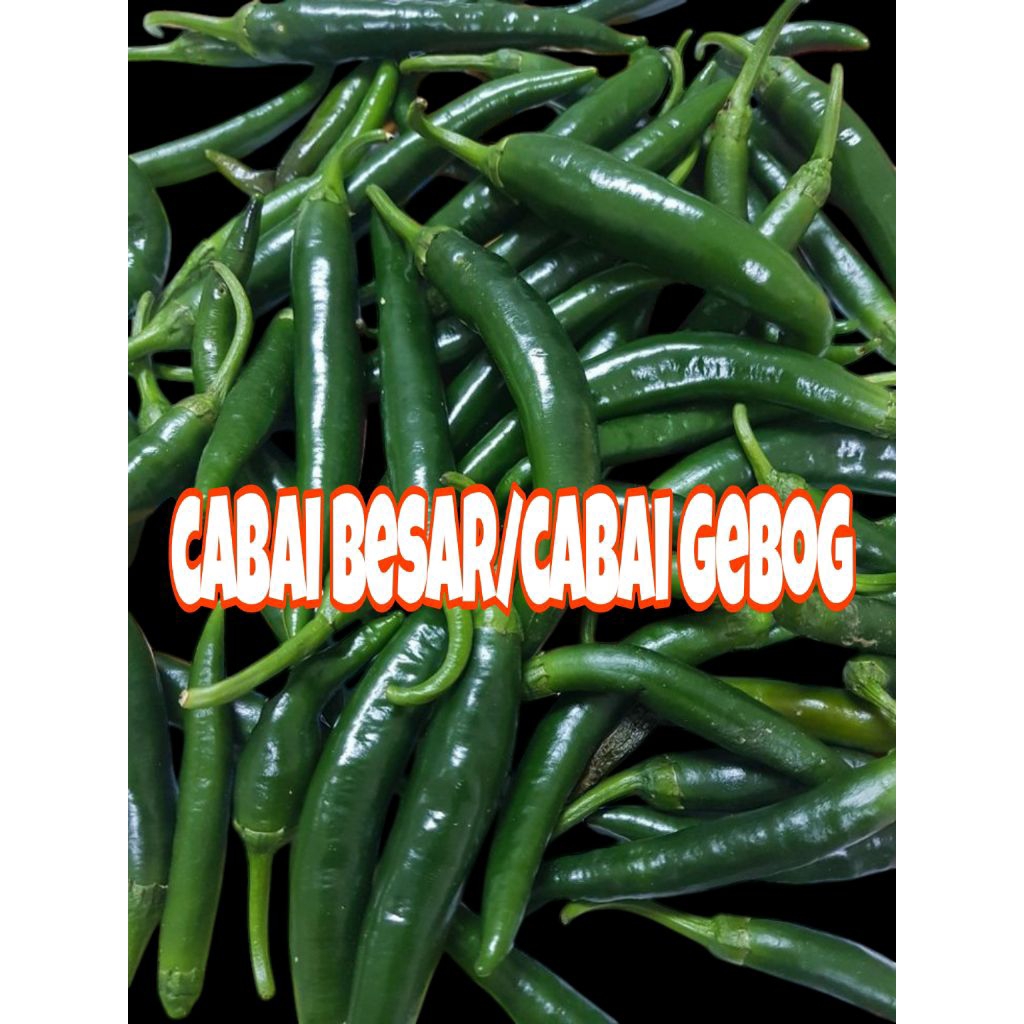 

Cabai besar/cabai tanjung hijau 500gram dan 1kg