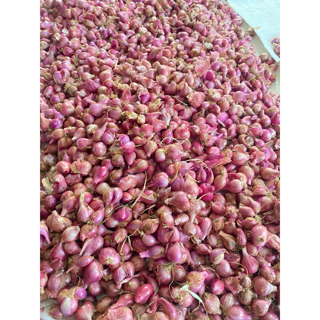 

BAWANG MERAH LOKAL, BRAMBANG