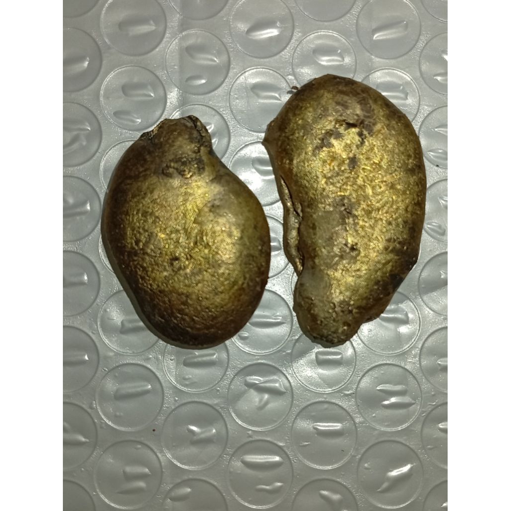 nuget logam emas temuan alam sepasang unik