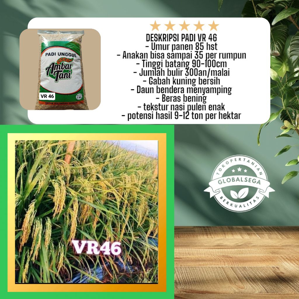Bibit Padi Unggul  VR 46 Kemasan 5KG Original Galur Lokal