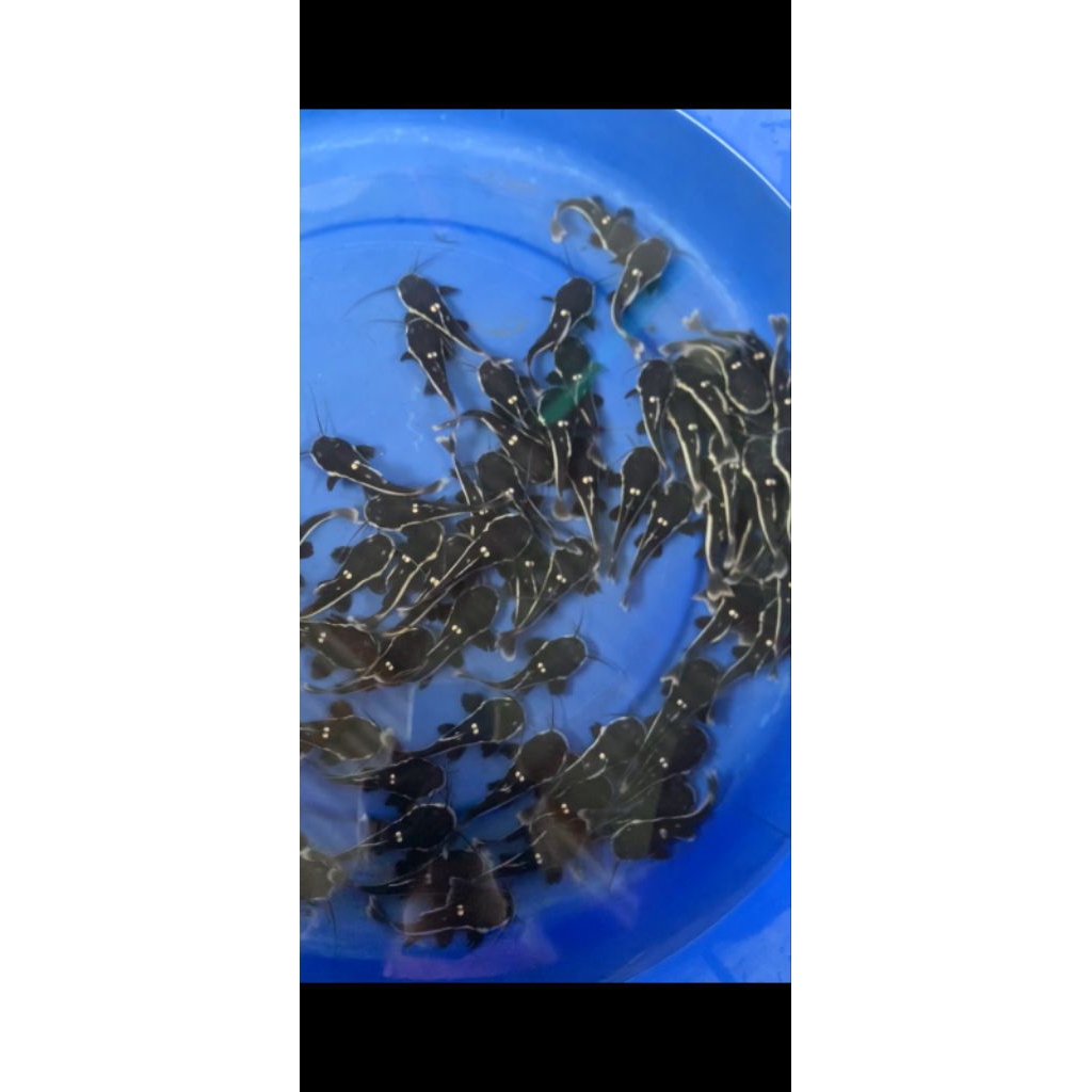 rtc ( red tail catfish)