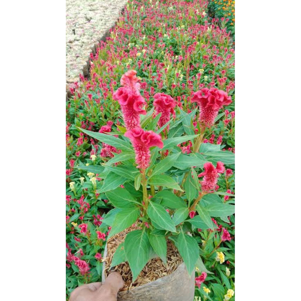 Tanaman hias jengger ayam merah - bunga jengger ayam merah - tanaman hidup