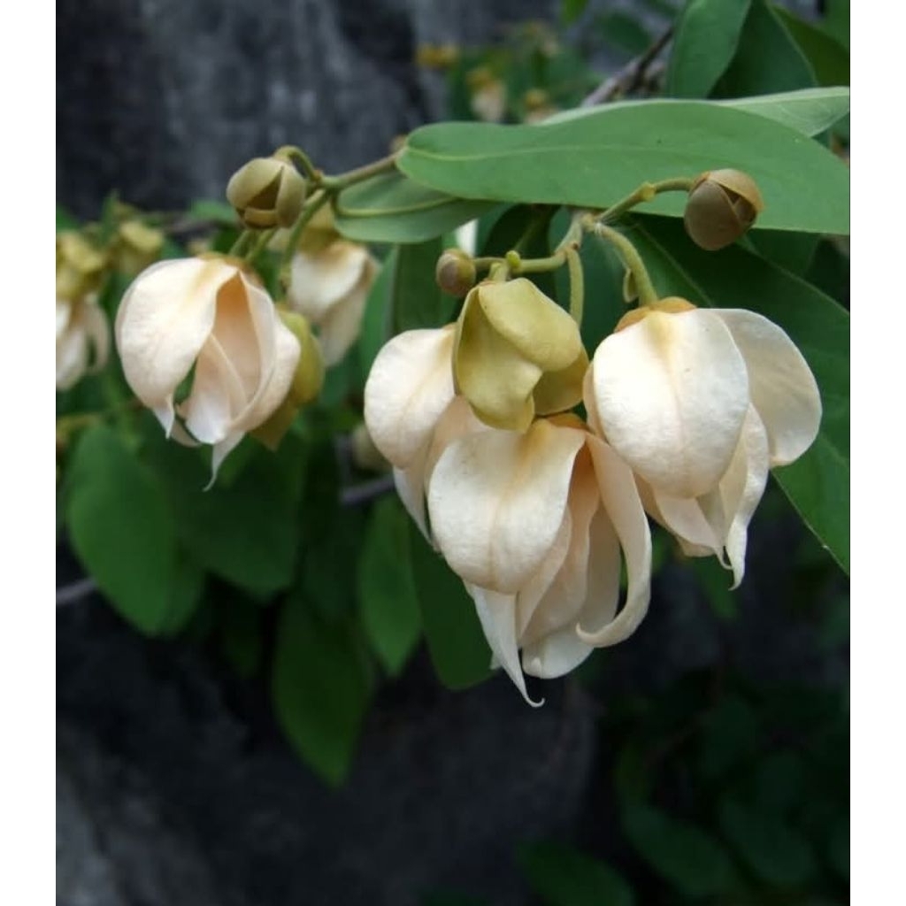 Bibit Bunga Kenanga Putih tinggi 40 cm