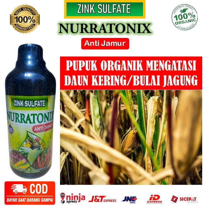 Pupuk Organik Atasi Daun kering Bulai Jagung - Zink Sulfate Nurratonix Anti Jamur pupuk Mencegah Bul