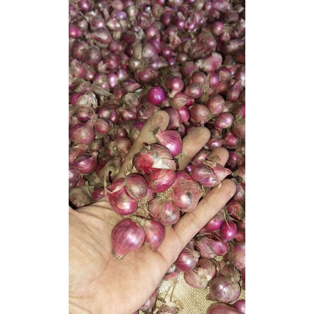 

bawang merah kecil gerusan 1000g