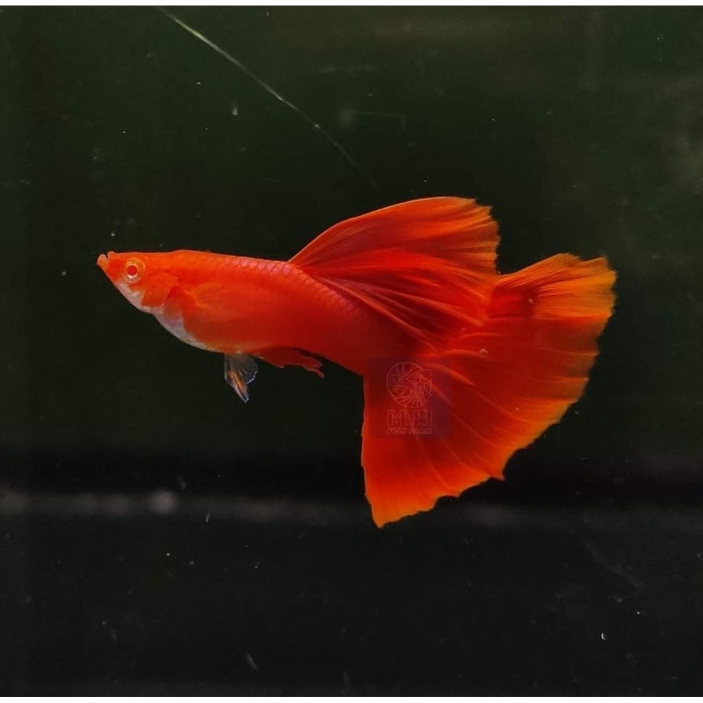 hiasan aquarium stiker unik ikan Guppy AFR (albino full red ) sepasang indukan