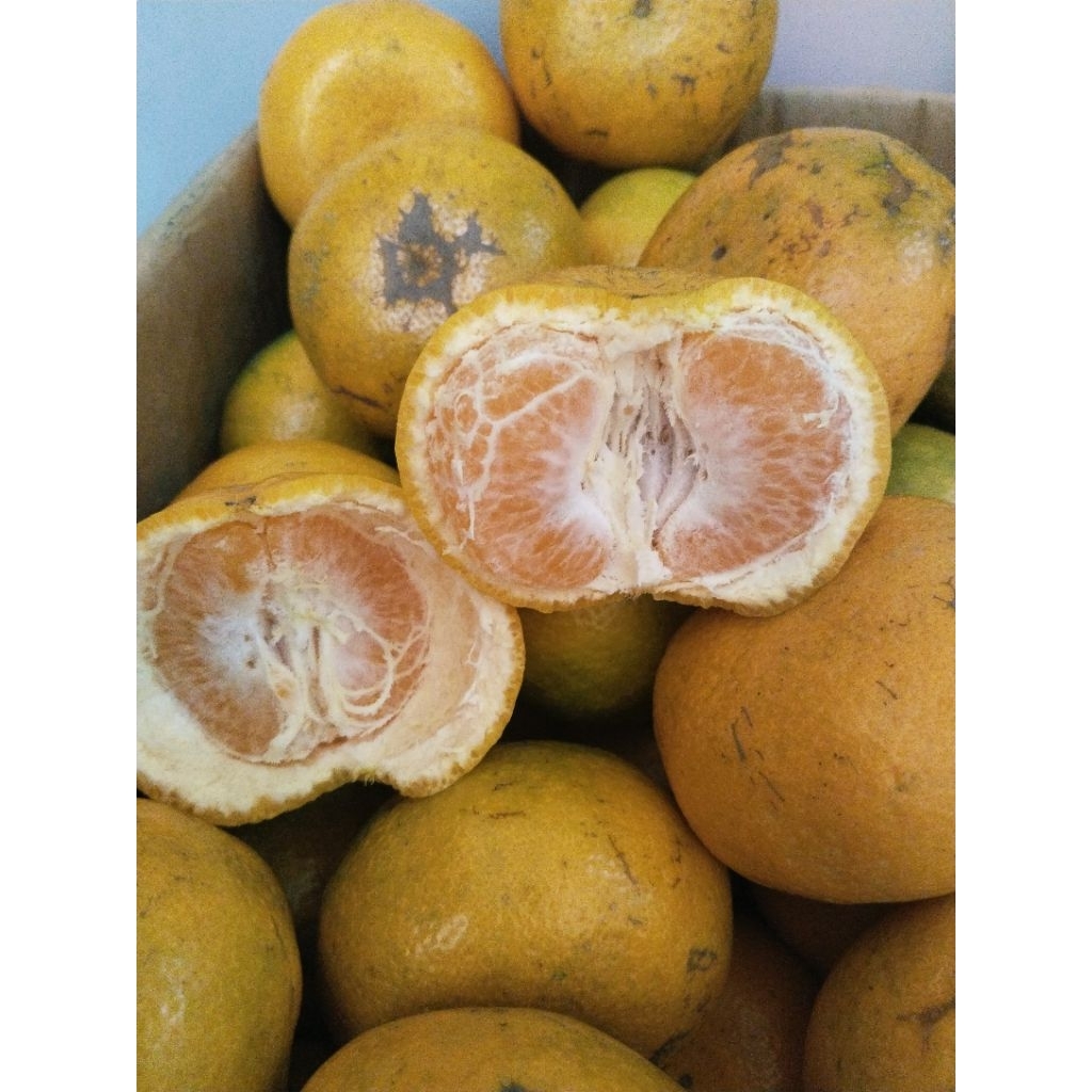 

jeruk medan rasa nya manis