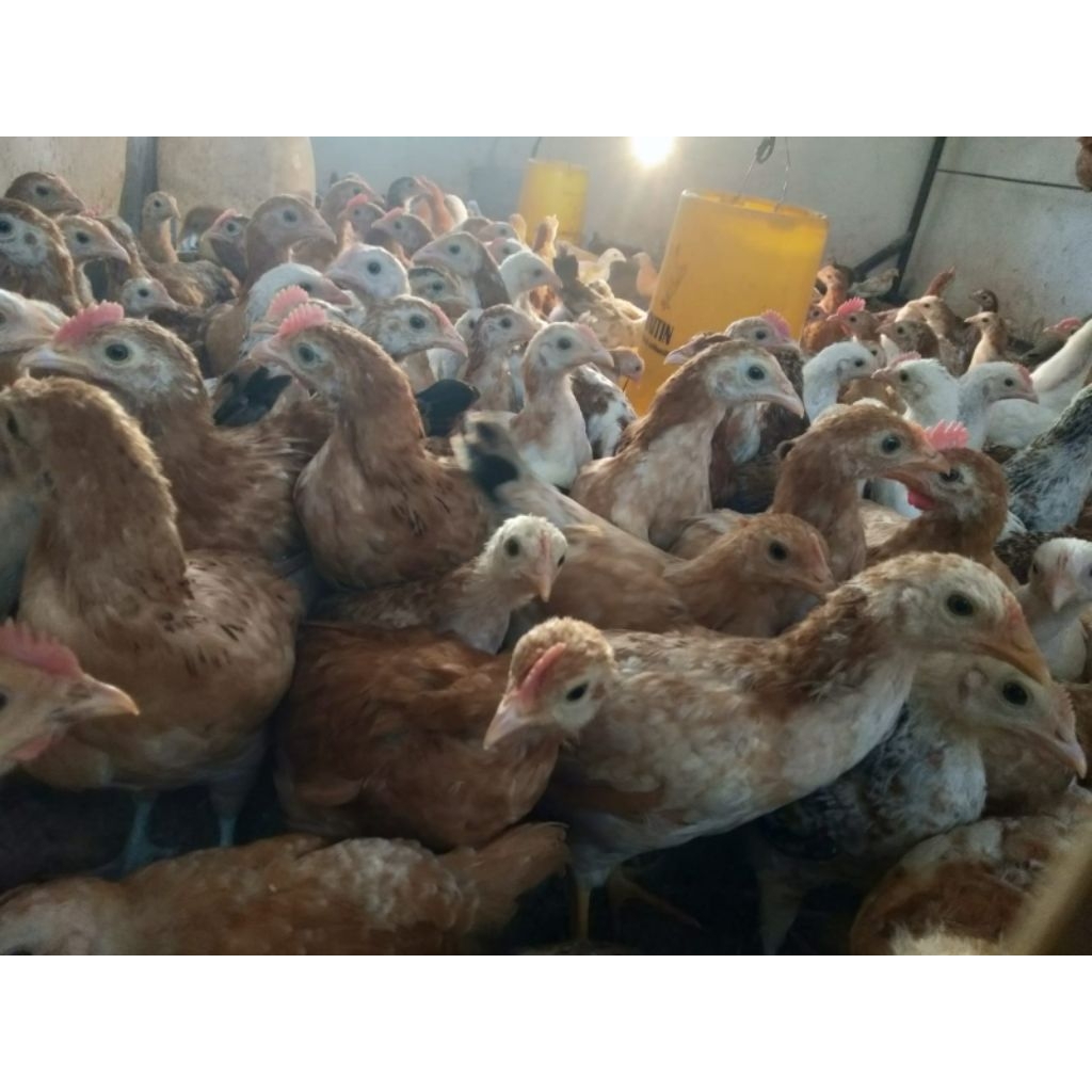 AYAM KAMPUNG ELBA AYAM KAMPUNG PETELUR UNGGUL ®