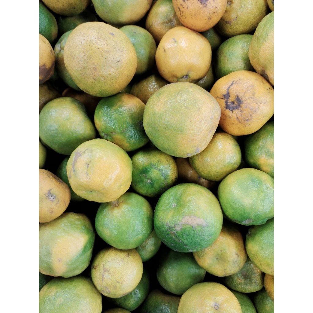 

Jeruk Malang SEGAR dan MURAH Dijamin Kualitasnya