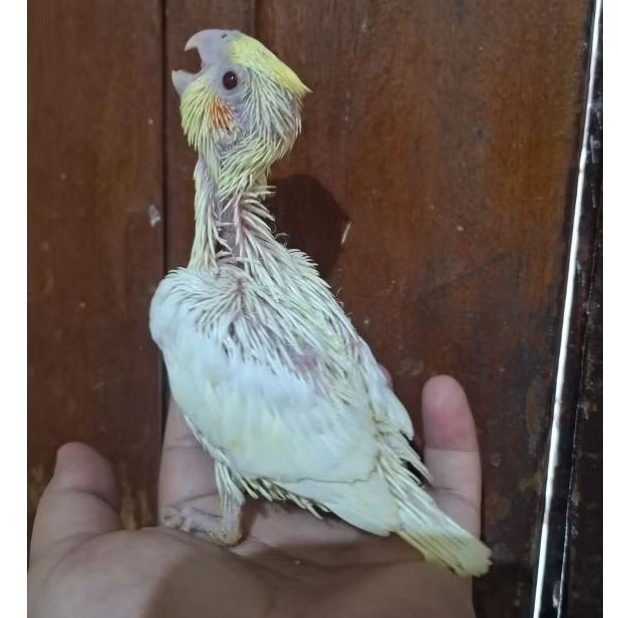 Baby falk lutino - Anakan falk lutino