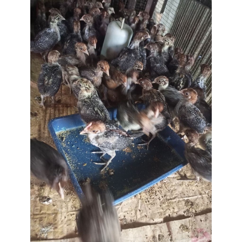 

Ayam Kampung Arab 2 Minggu - Bibit Ayam Arab